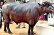 19 buffaloes, Rs 22 crore seized in Haryana; 6 arrested